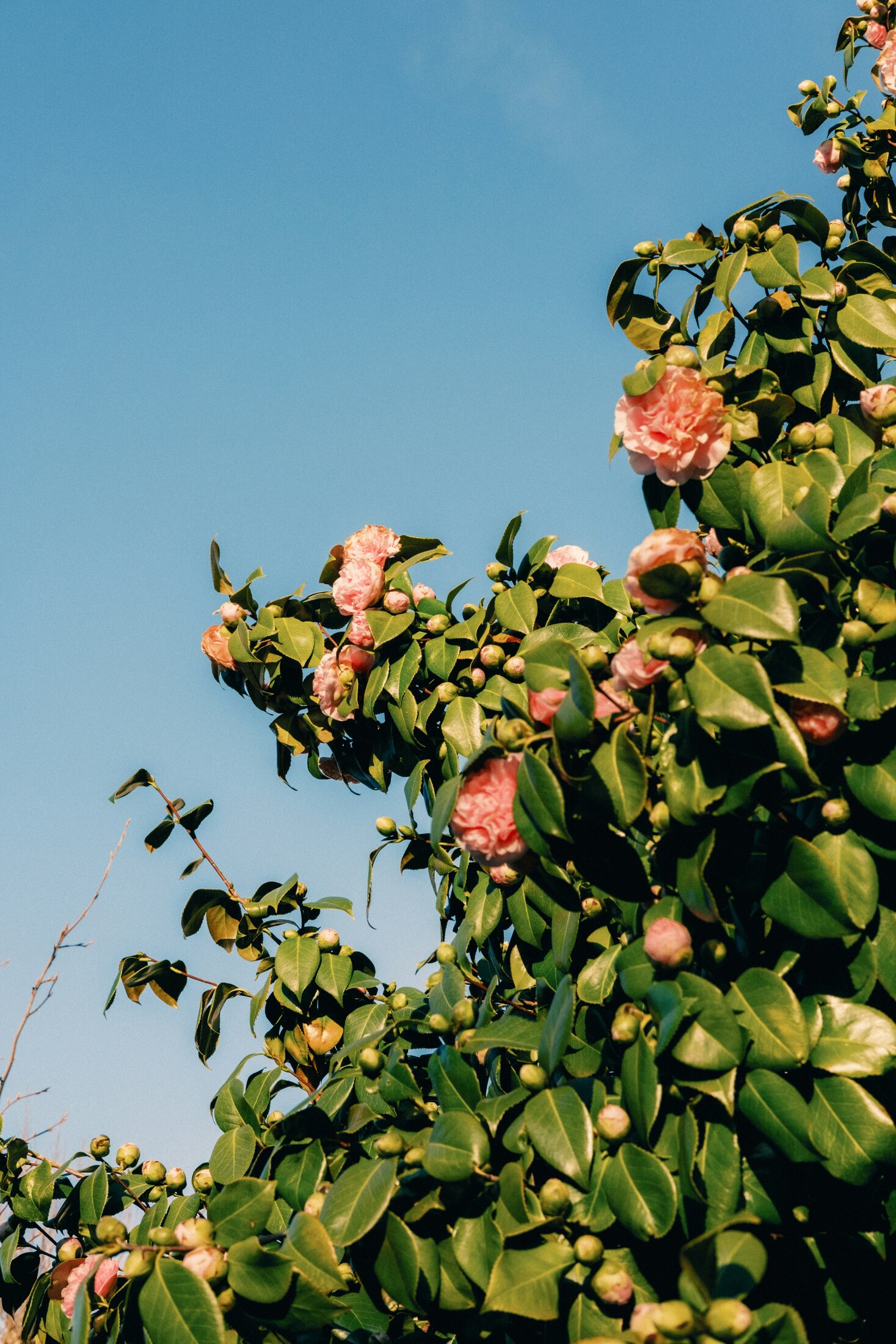 Camellia blossoms in morning light